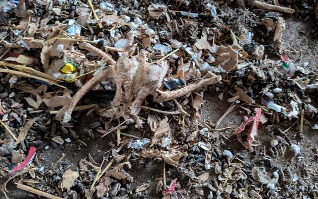 Rat nest with bones
